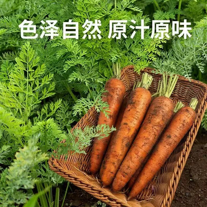 新鲜带泥胡萝卜 农家沙地现挖当季水果胡萝卜 脆甜多汁生吃蔬菜