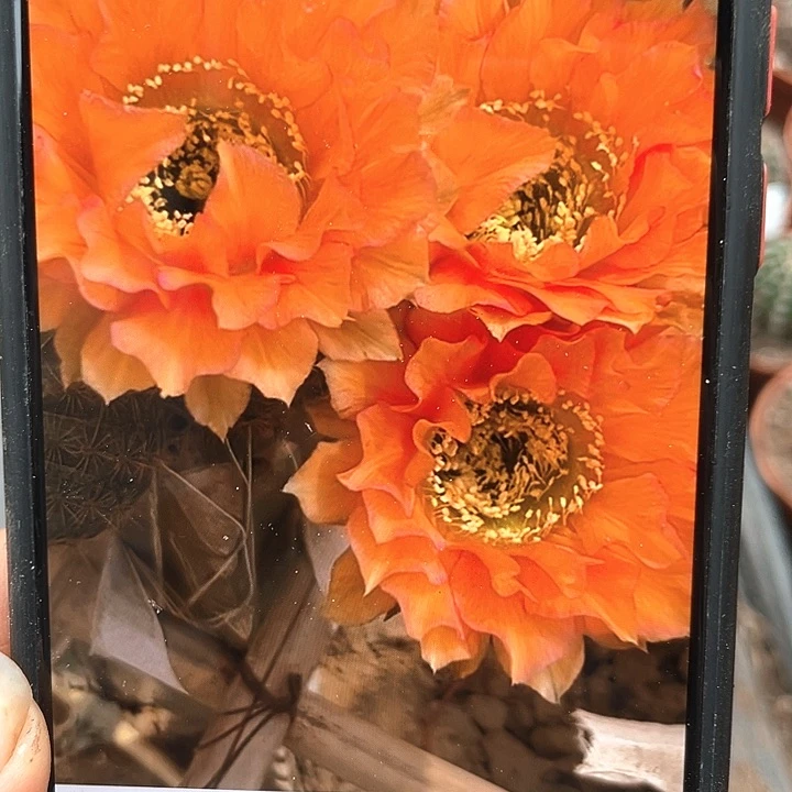 G9自根6公分以上