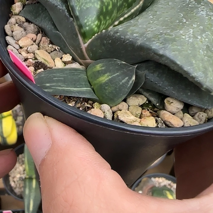 大型宽短厚叶卧牛锦侧芽