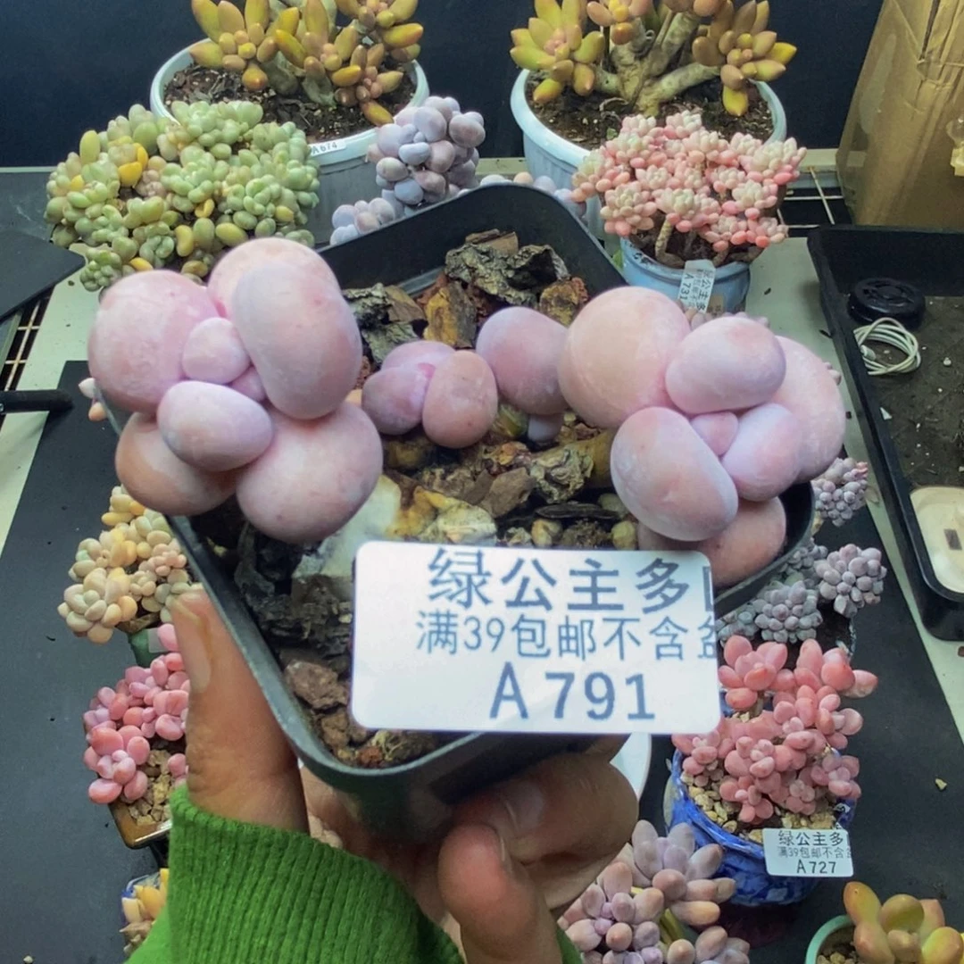 791橙奶多肉肉5c m