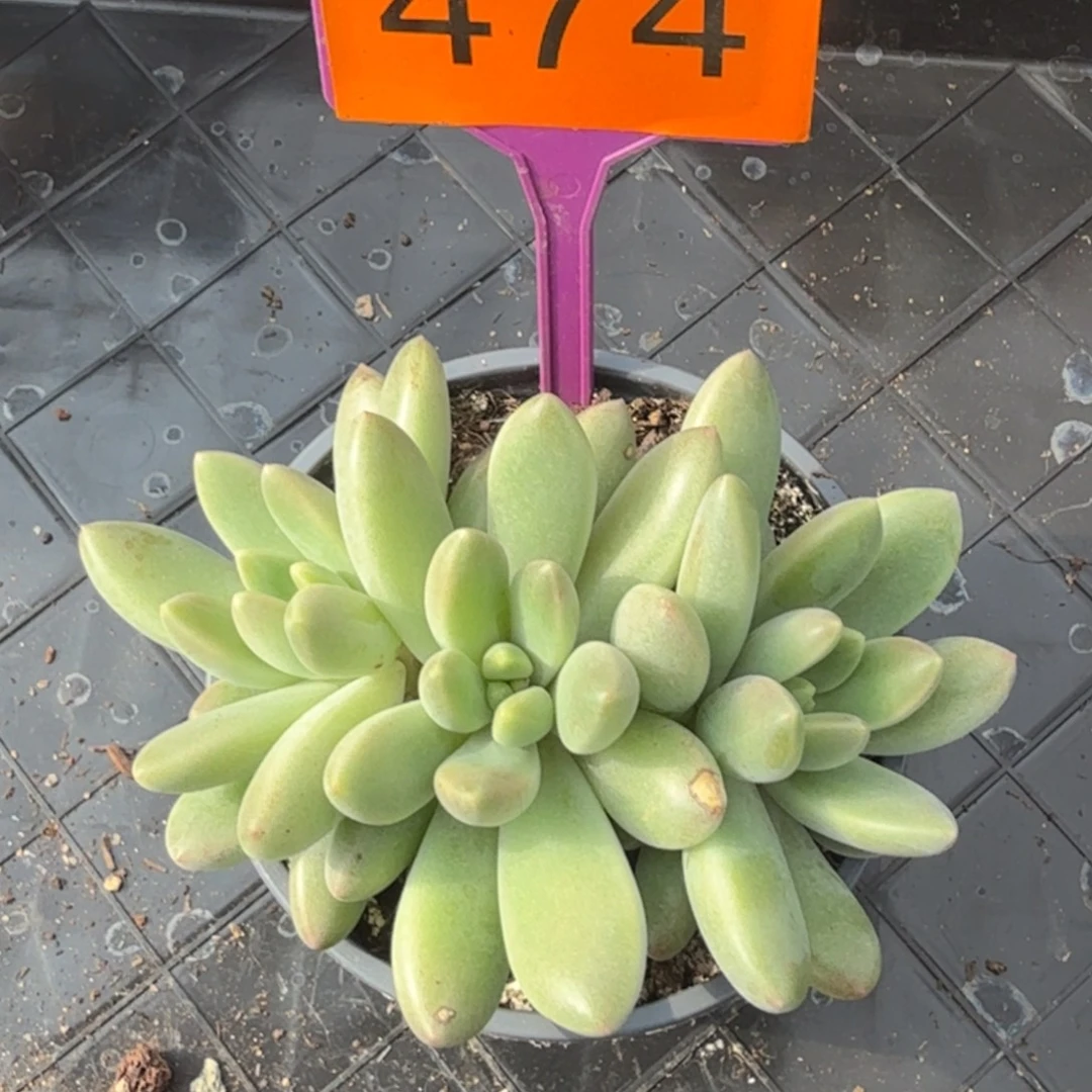 橙色奇迹一物一拍474