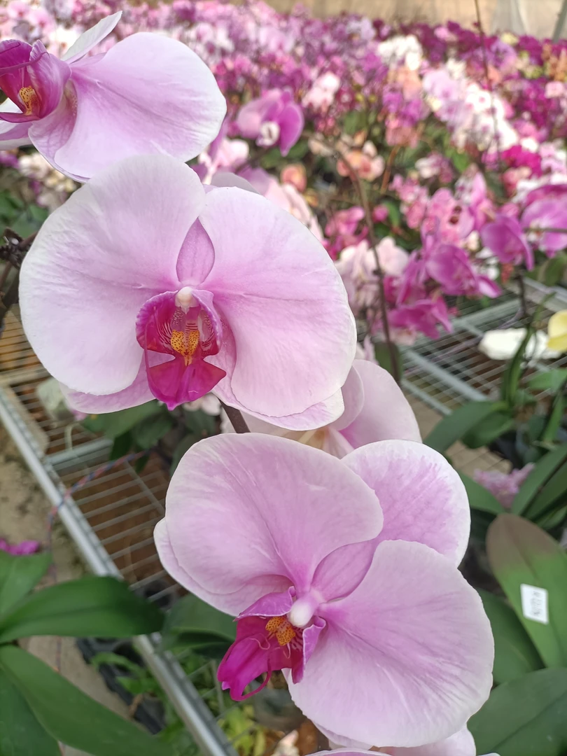 【温温而雅】3.5寸 加高杯 断剑掉花不售后