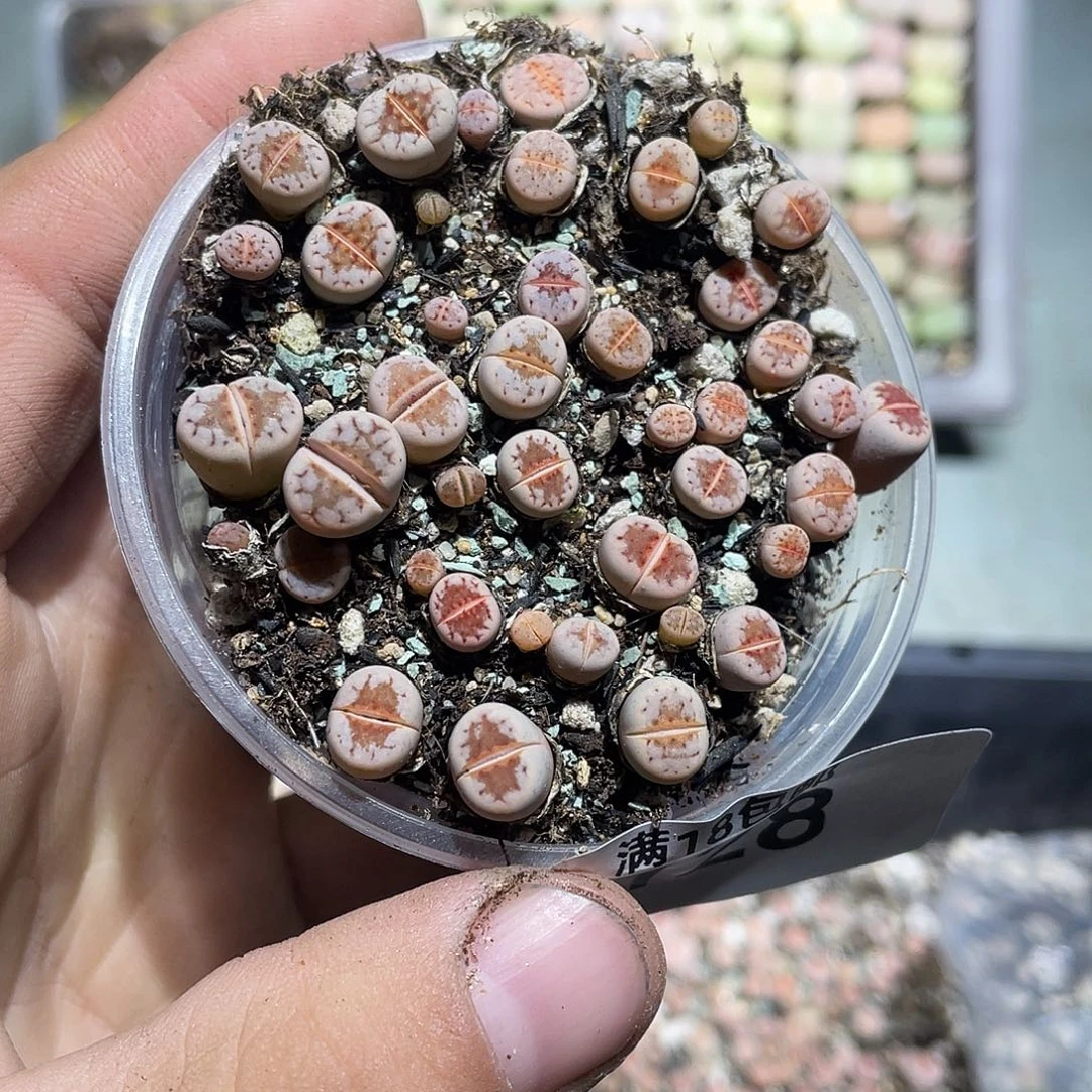 陌***玉当天凑满十八元包邮128