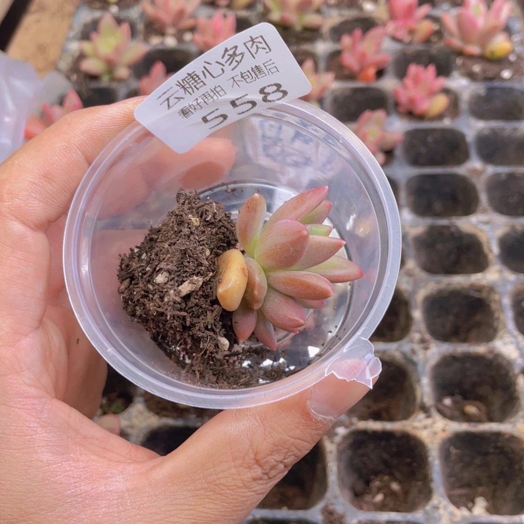 小***肉云糖心多肉植物558
