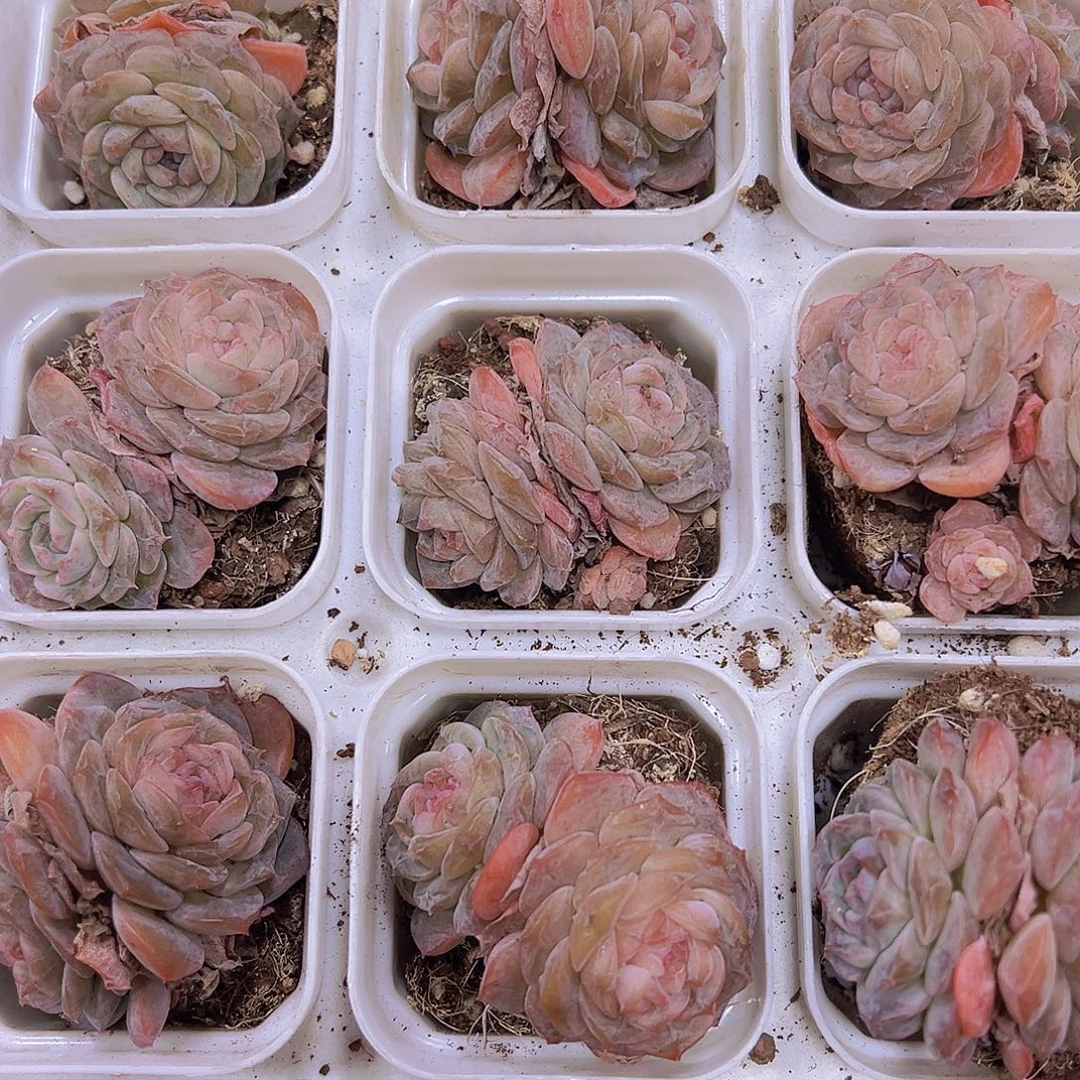 双头秘境冰魄19包邮多肉植物