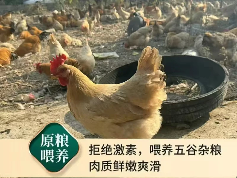 广西果园散养三黄母鸡11个月330天以上（月子鸡）煲汤