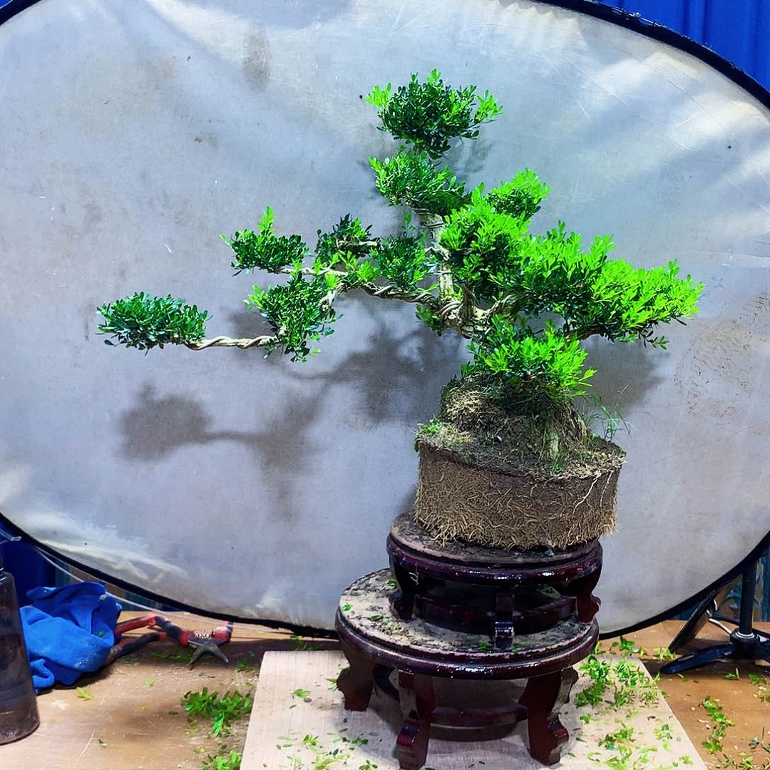 赵***赵无花朵黄杨盆景艺术一物一拍