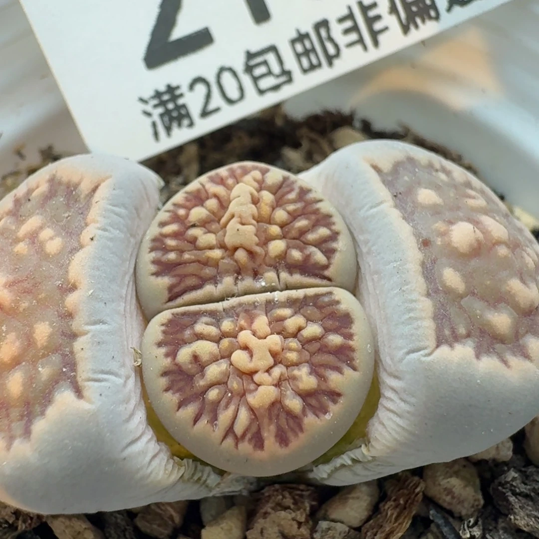 菊带盆土。                 ^_^^_^^_^