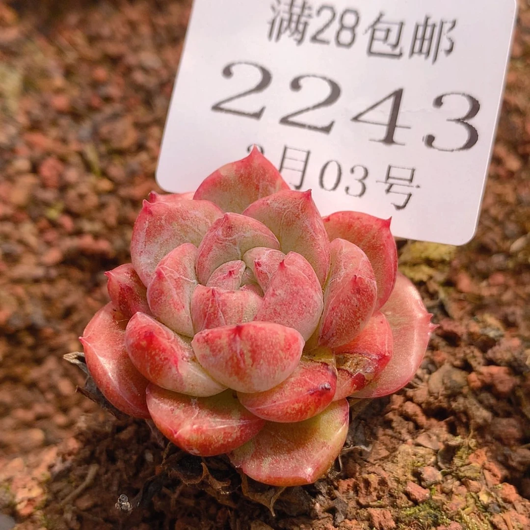 【闪购商品】云2243