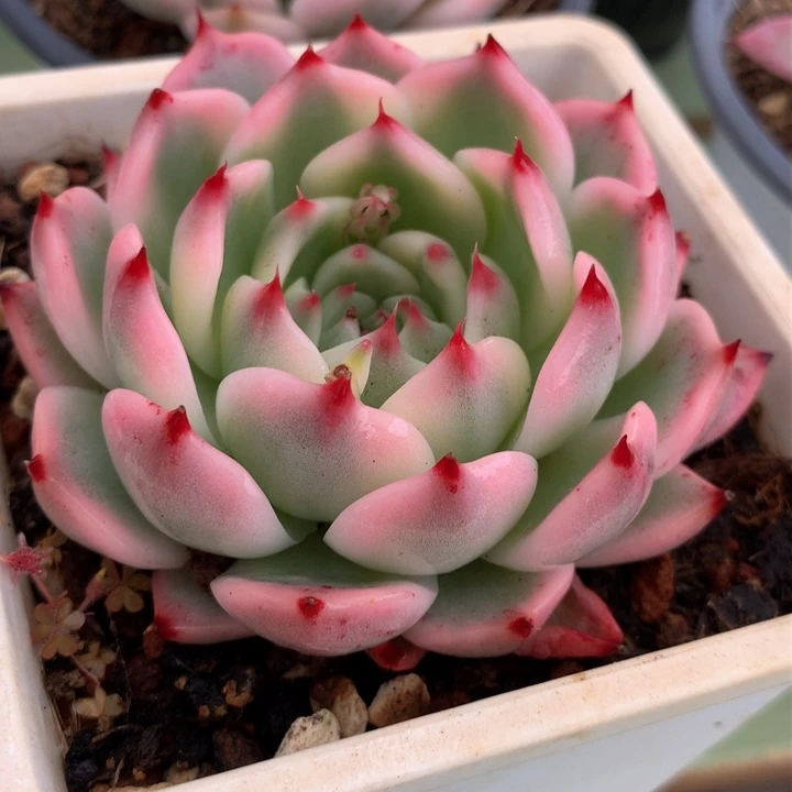 吉娃娃锦锦上园艺一物一拍