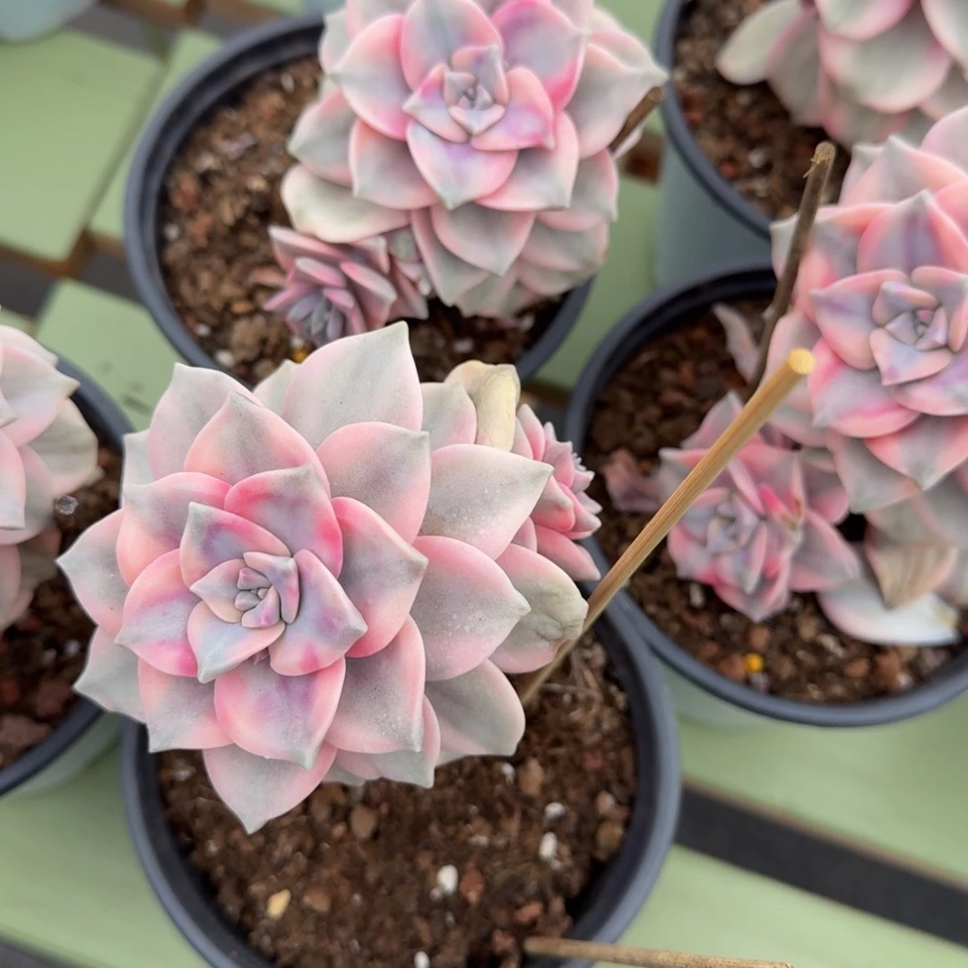 锦上园艺量拍3头起紫乐锦