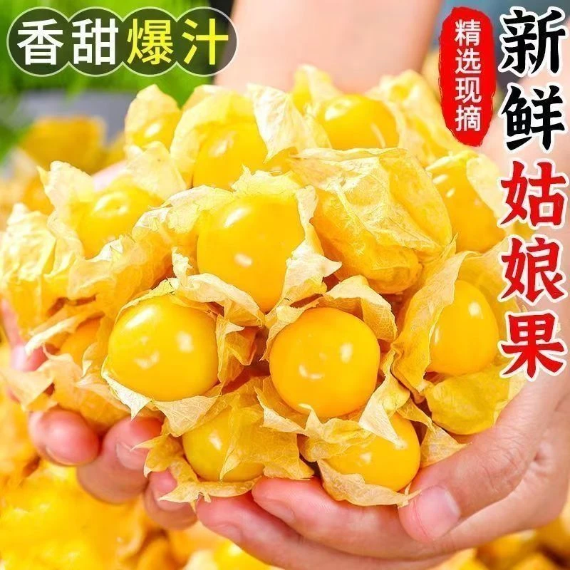 东北姑娘果超甜黄菇娘水果新鲜东北灯笼果S9-5SS3