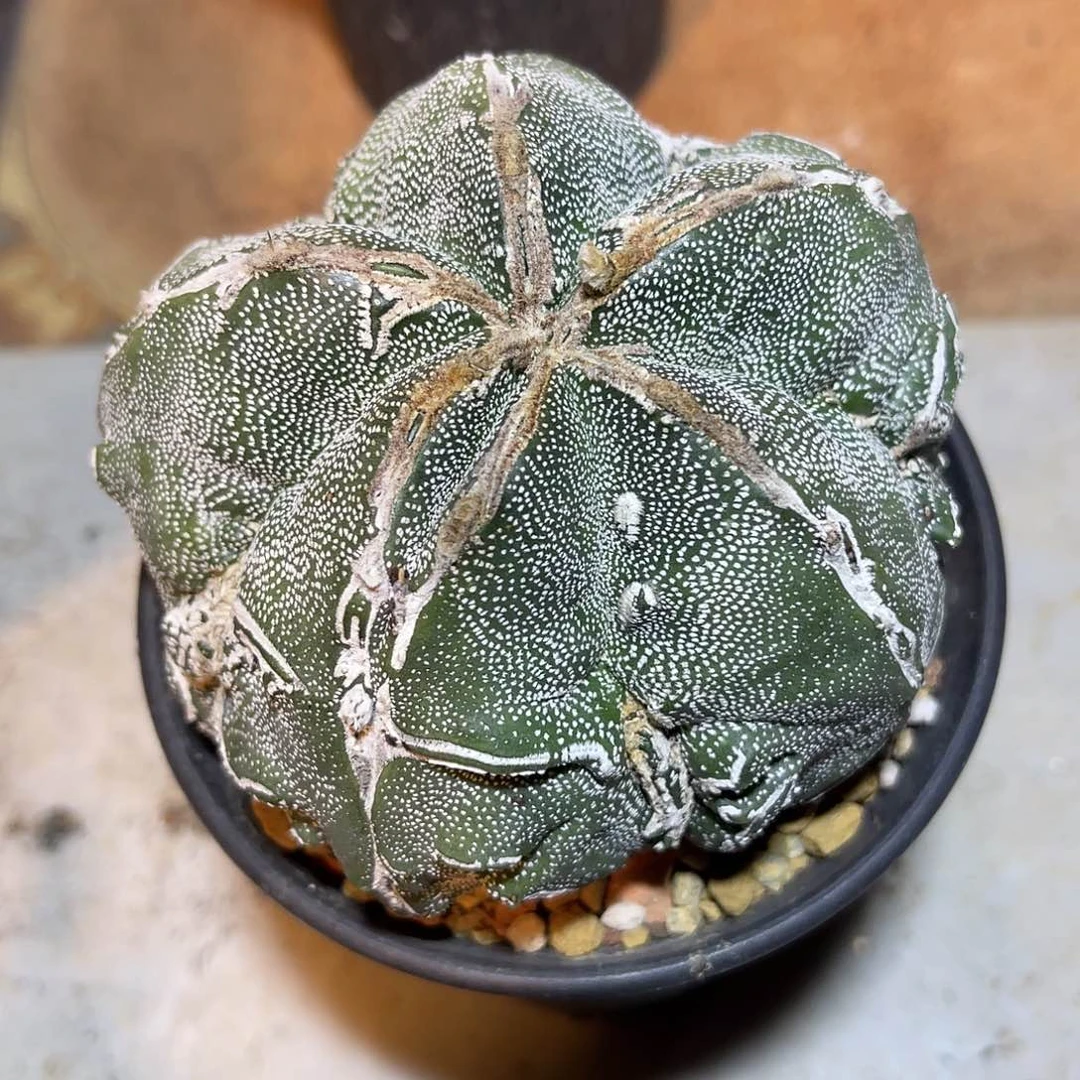 实生恩冢鸾凤玉一物一拍