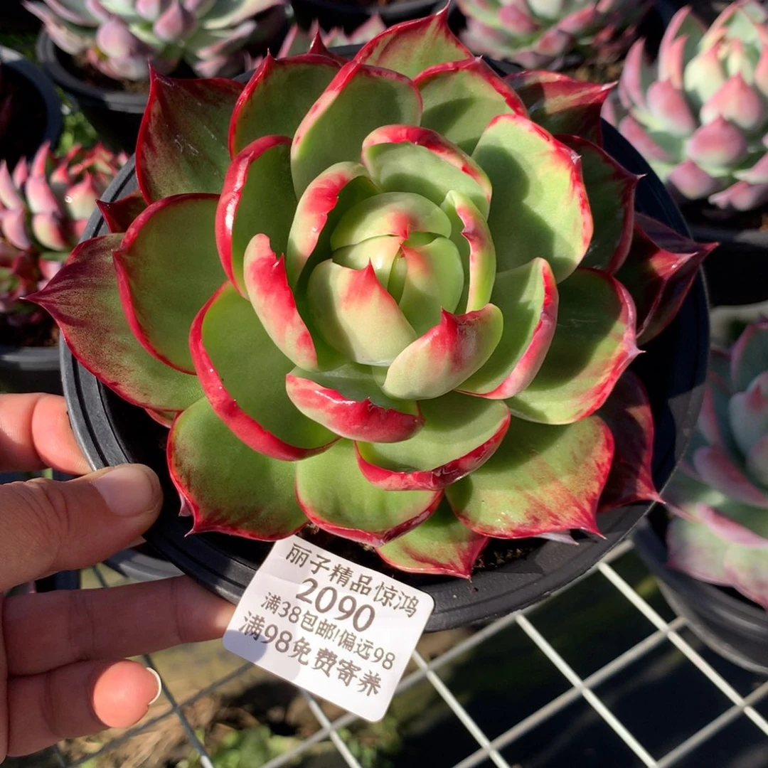2090惊鸿。多肉植物。尺寸12