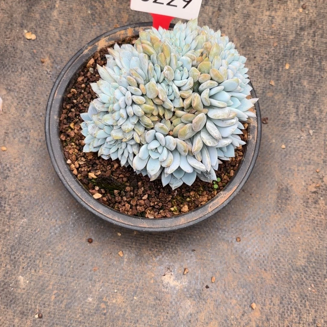 B***n星影缀。   5229号。