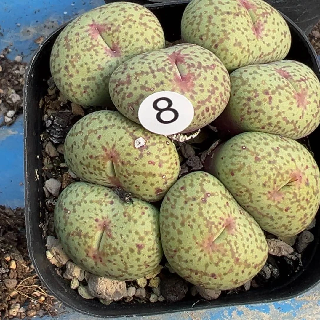 多肉植物111111111111111111