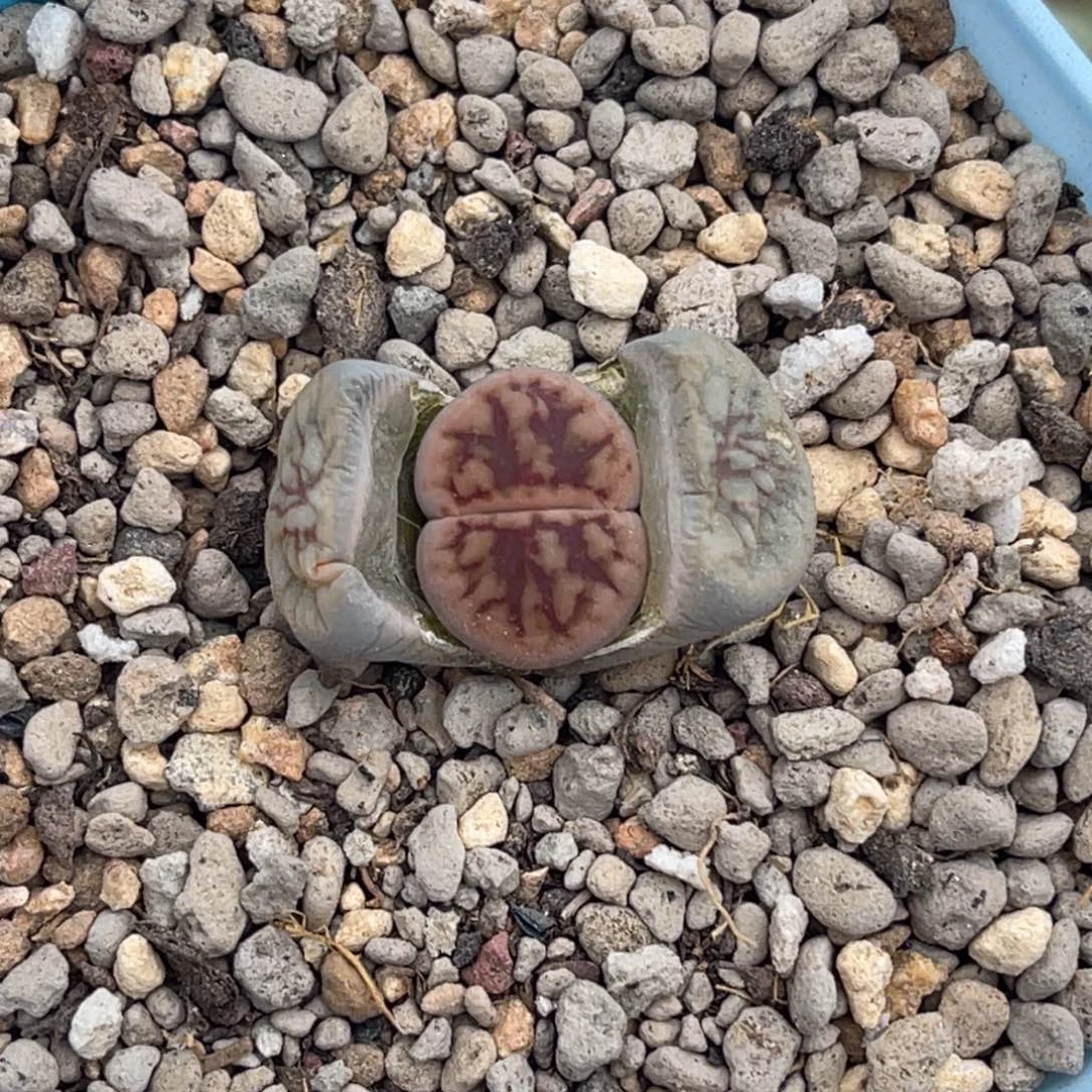 9830粗红纹线招福一颗