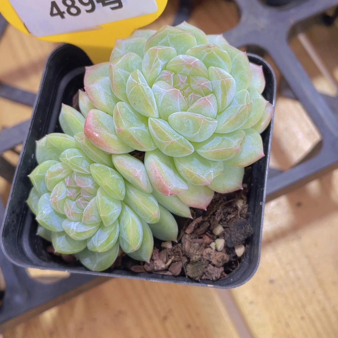 480号 天花板白桃汽水