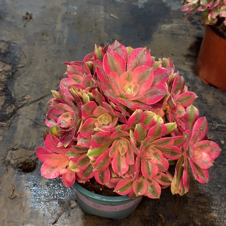 粉女巫多肉植物54