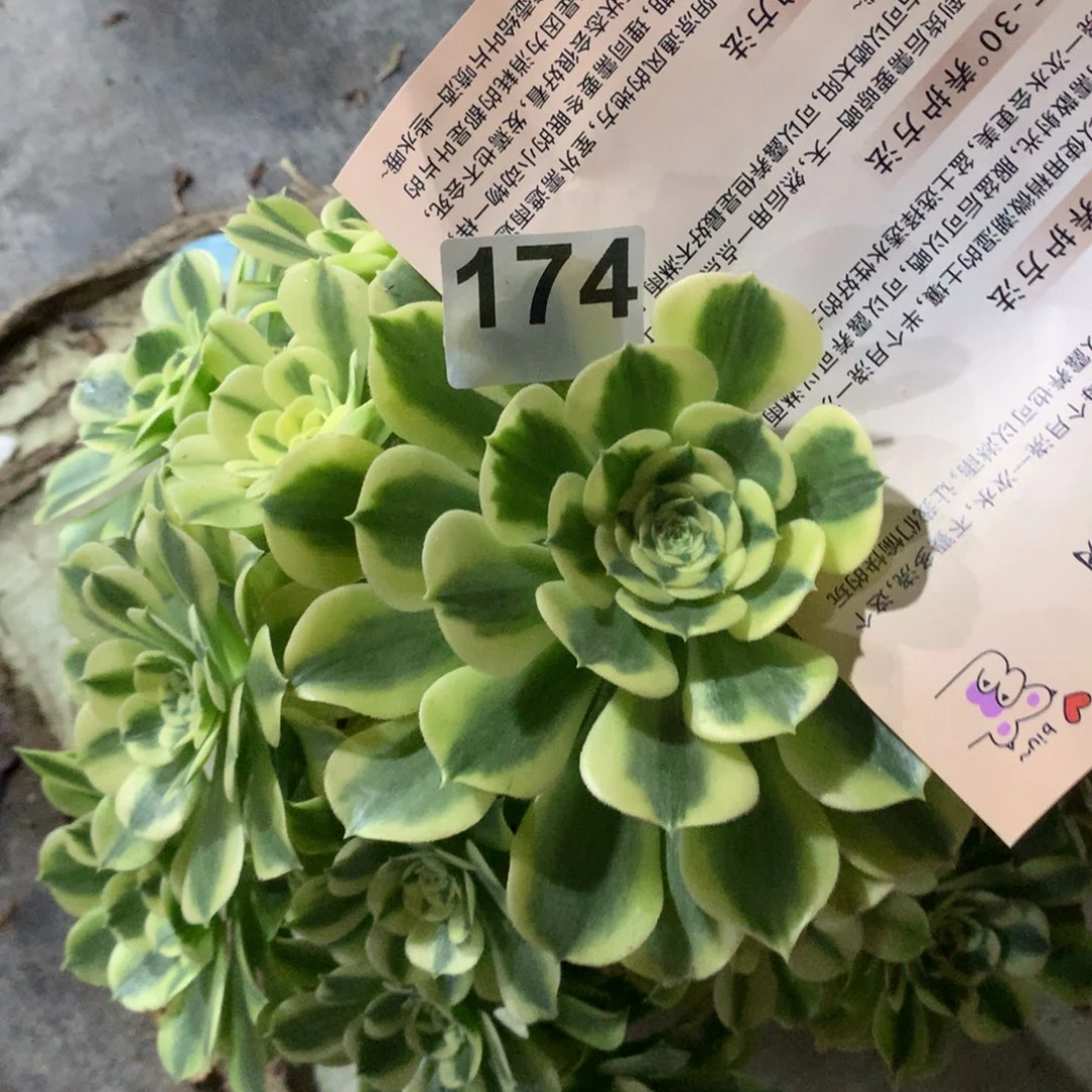 平***真绿豆沙174法师多肉无售后植物30000