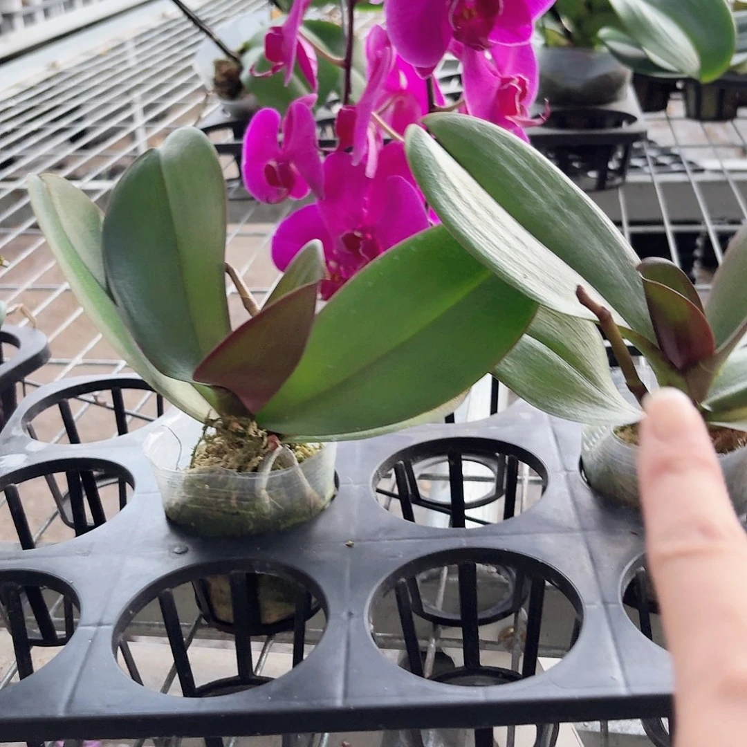 蝴蝶兰红玛瑙带花剑2颗2.5杯紫色系