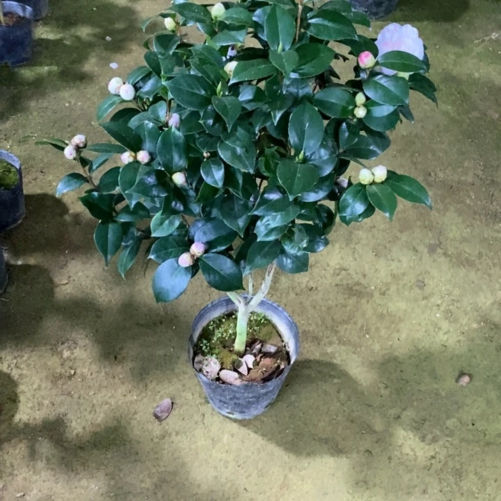 3色十八 一物一拍