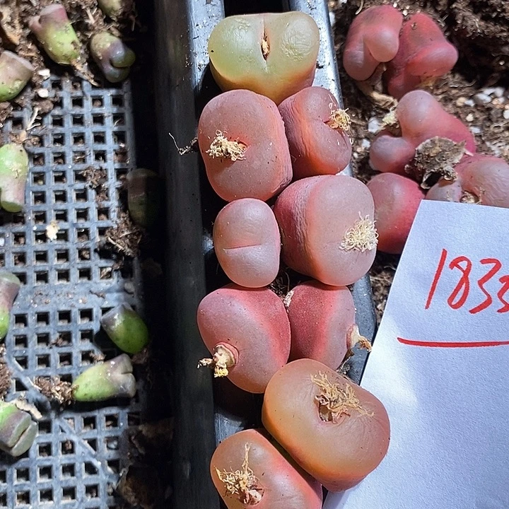 ꧁****18333。     一组。