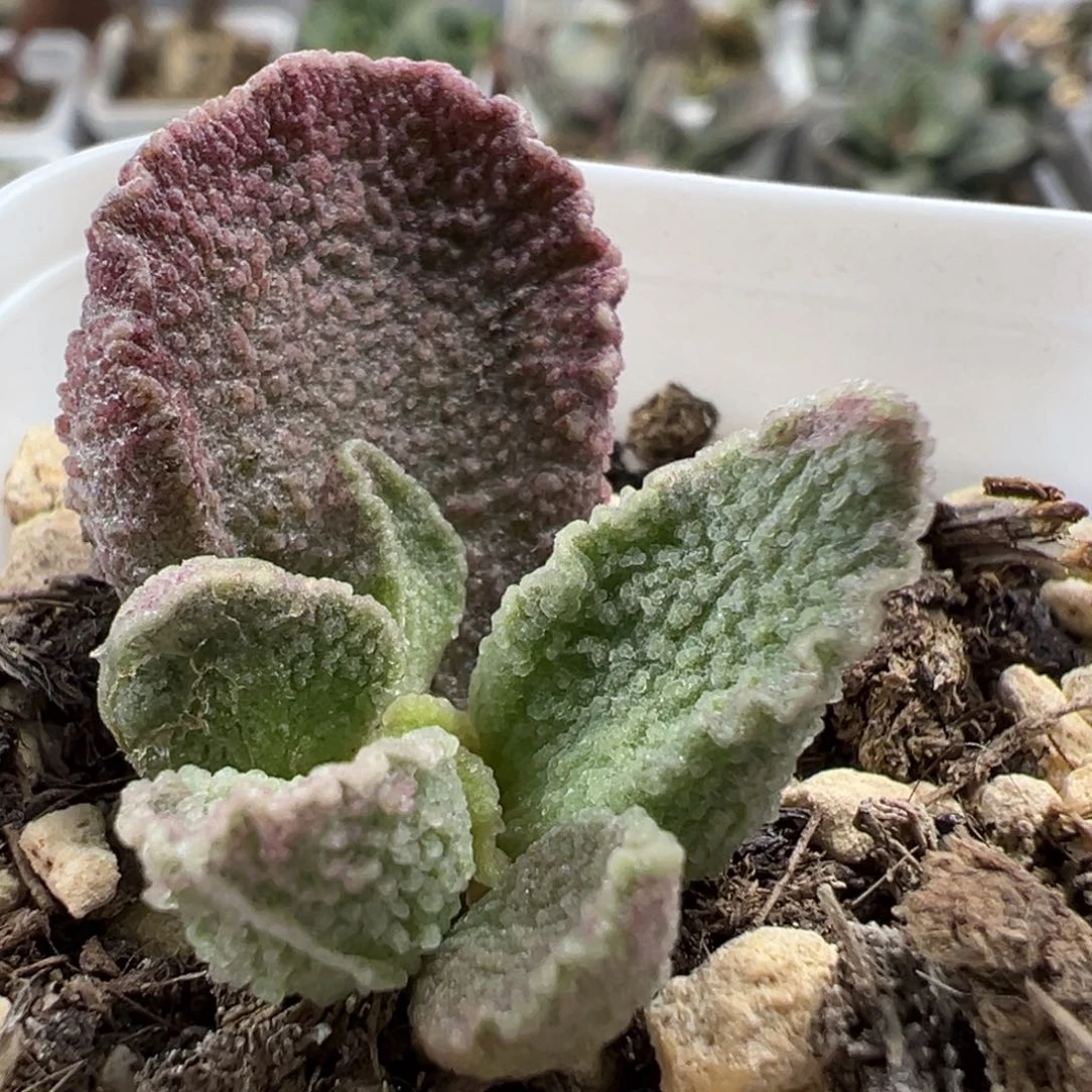 实生新品大苗多肉植物