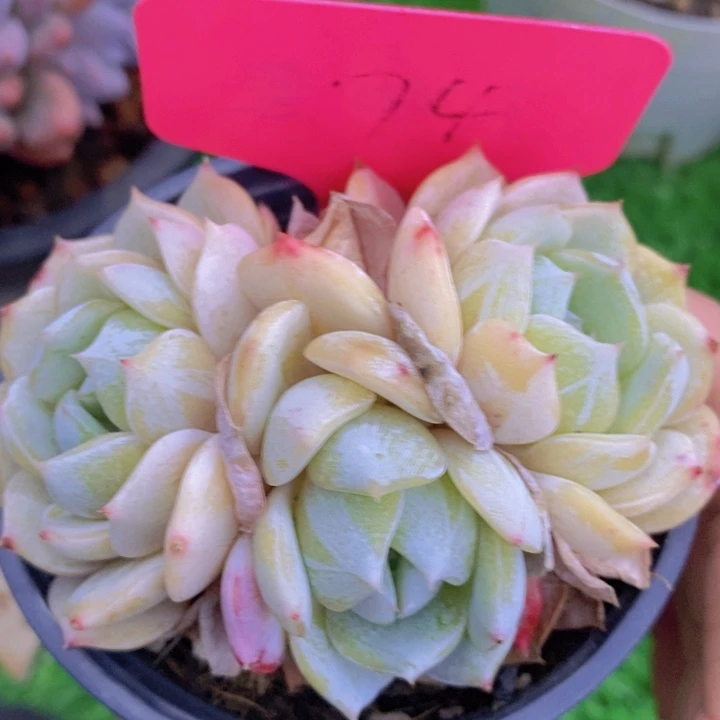 多肉植物。开心多肉