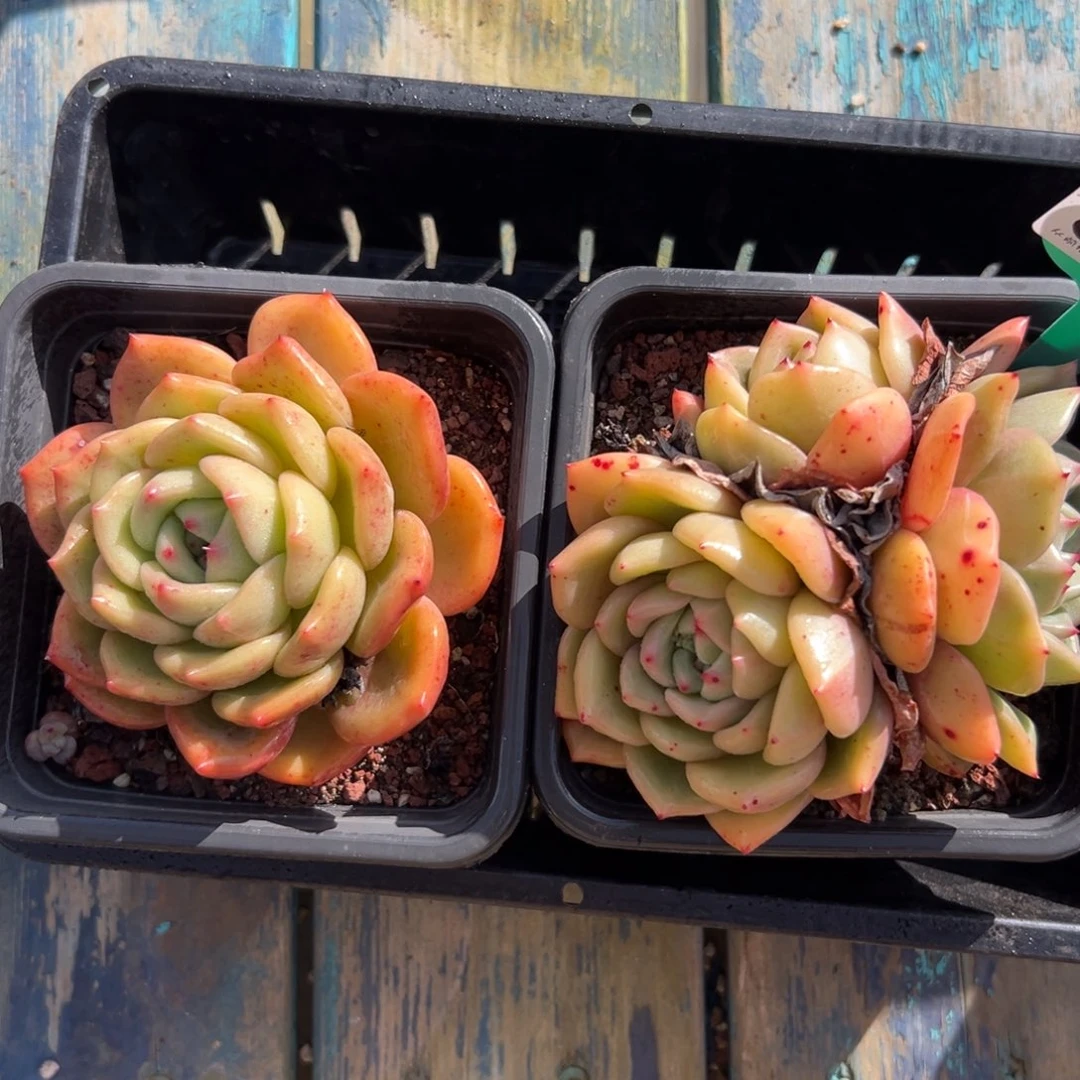 多肉一物一拍0124-107