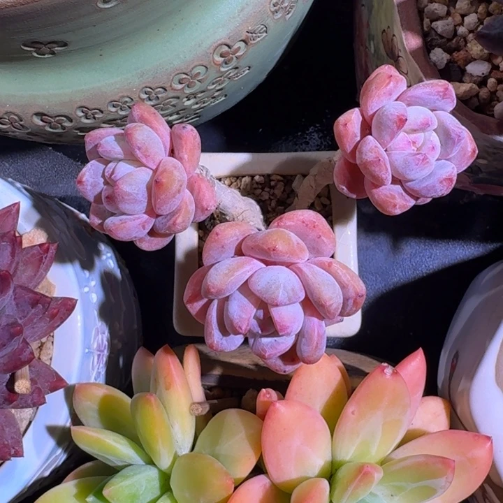 雪天使 3头 一物一拍