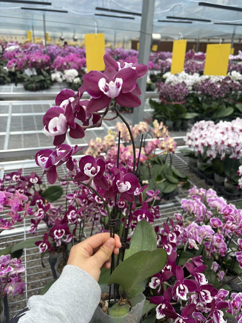 妖精【福利品无售后】蝴蝶兰鲜花盆栽
