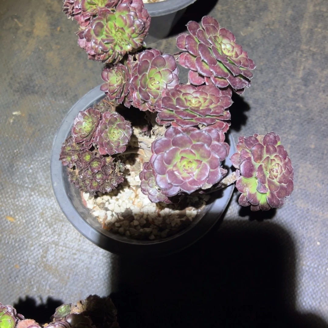 舞天姬老桩朵朵厚板