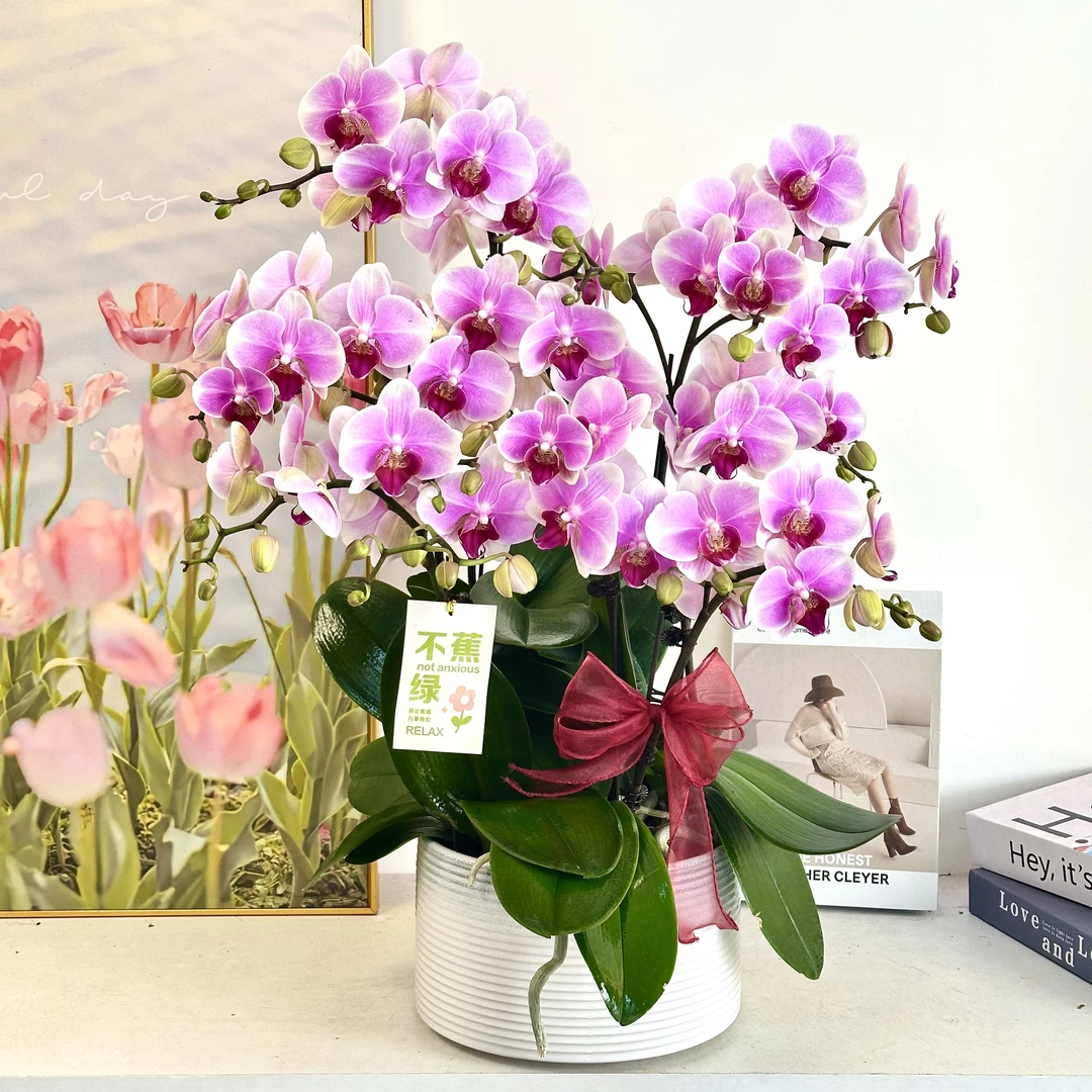 妗画【粉珍珠】蝴蝶兰鲜花精致组盆 开花株 室内绿植基地直发