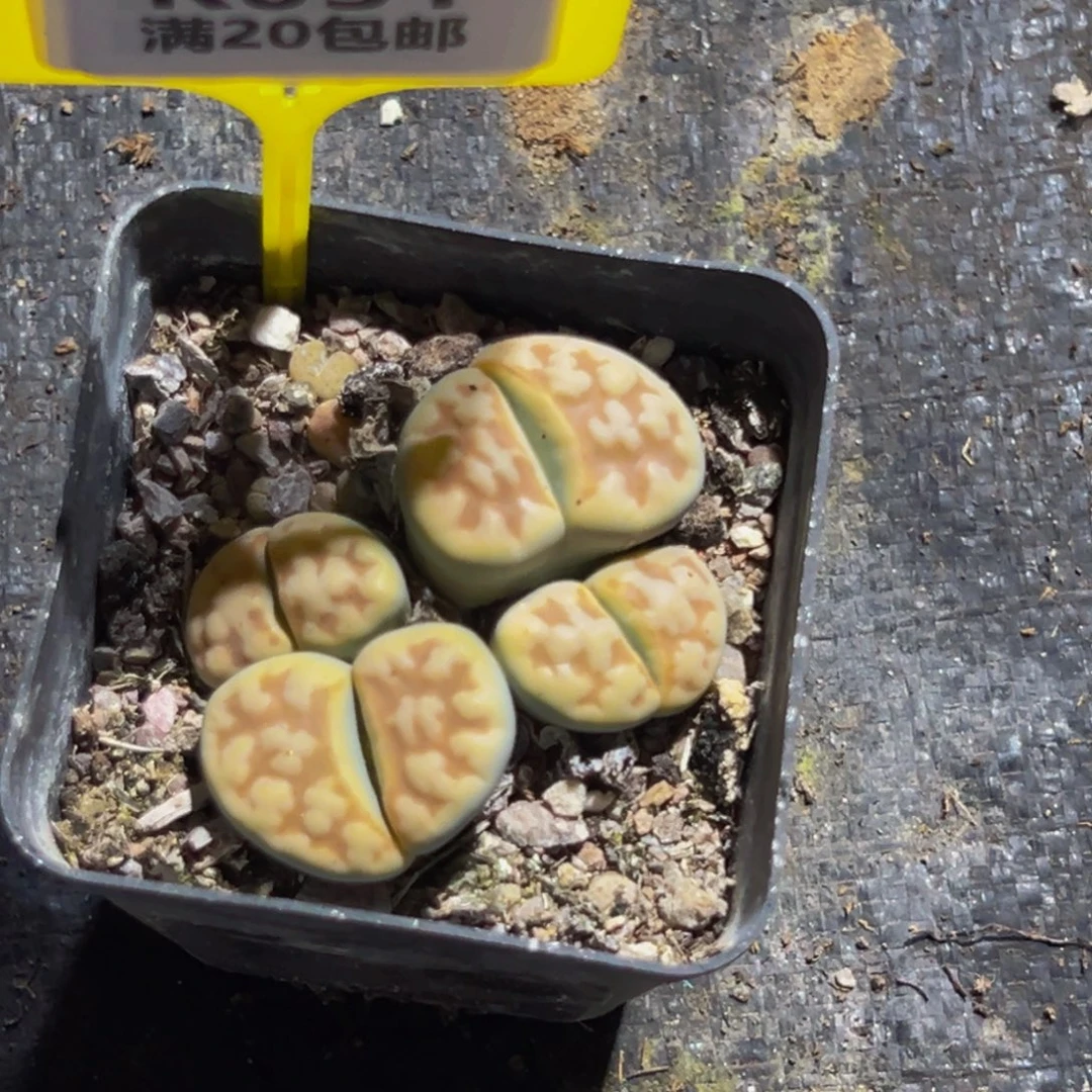 031 生石花大群生一物一拍