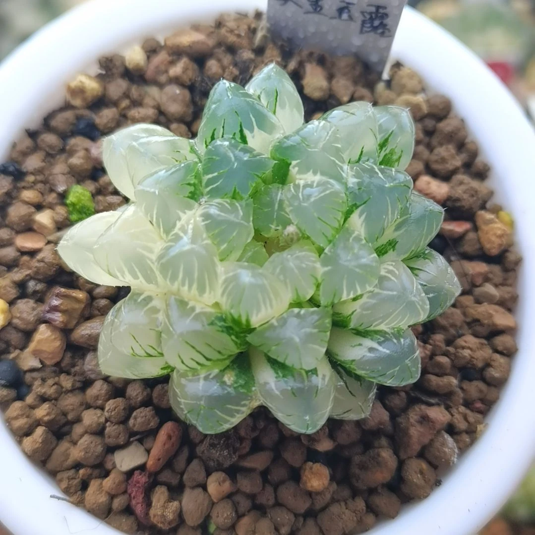 260号实生玉露锦一物一拍带盆土发货