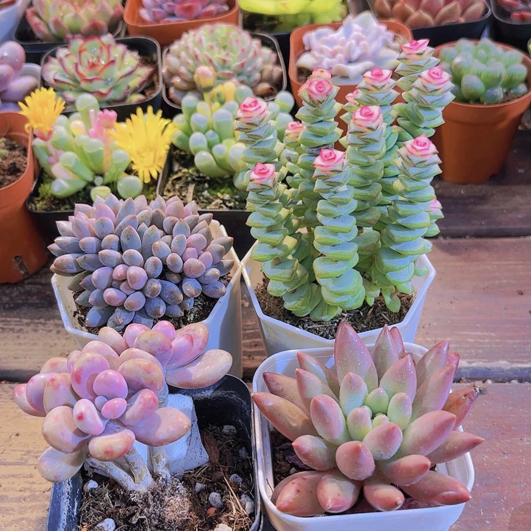 蓝舍了➕桃蛋➕钱串锦➕红蜻蜓