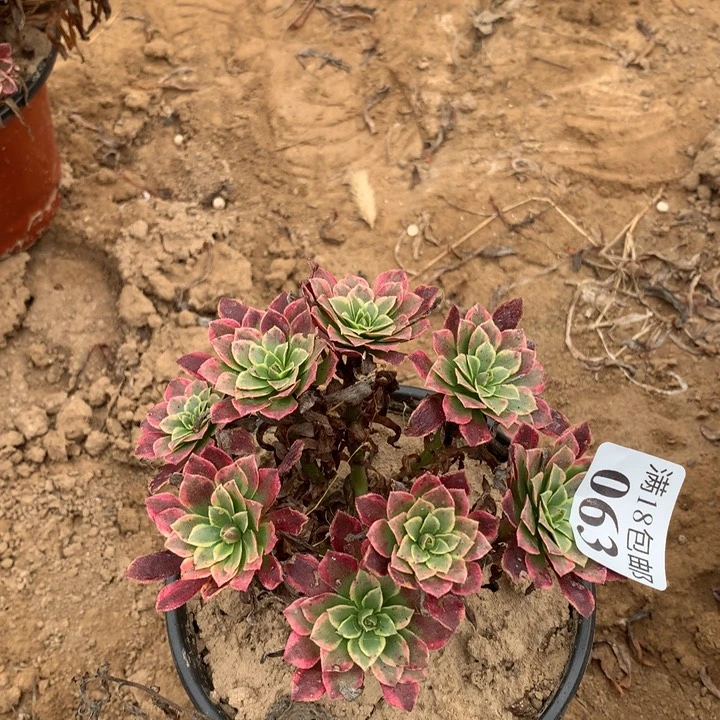 063朝霞小绣球2号棚