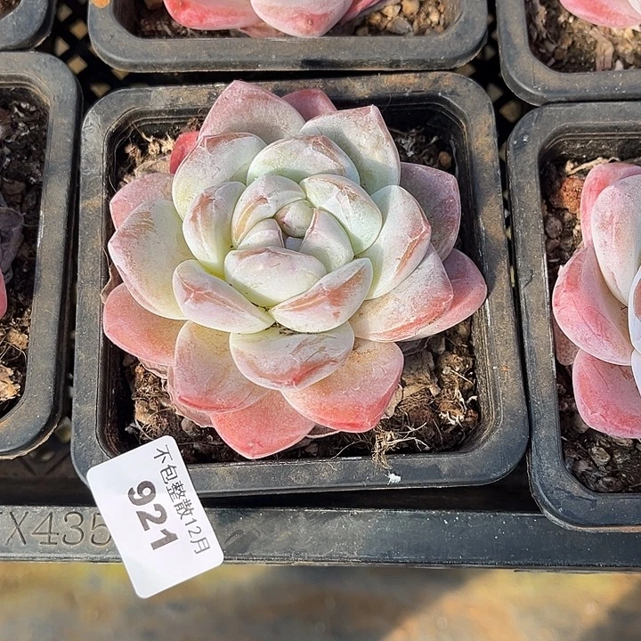 阿雅园艺。     921