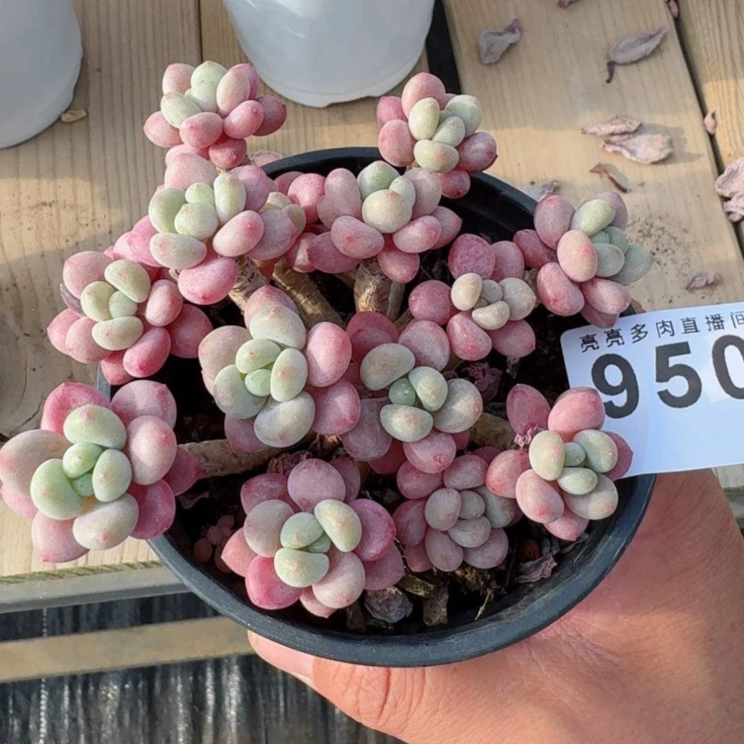 鱼子酱群生          摇身一变高富帅，一夜暴富动作快