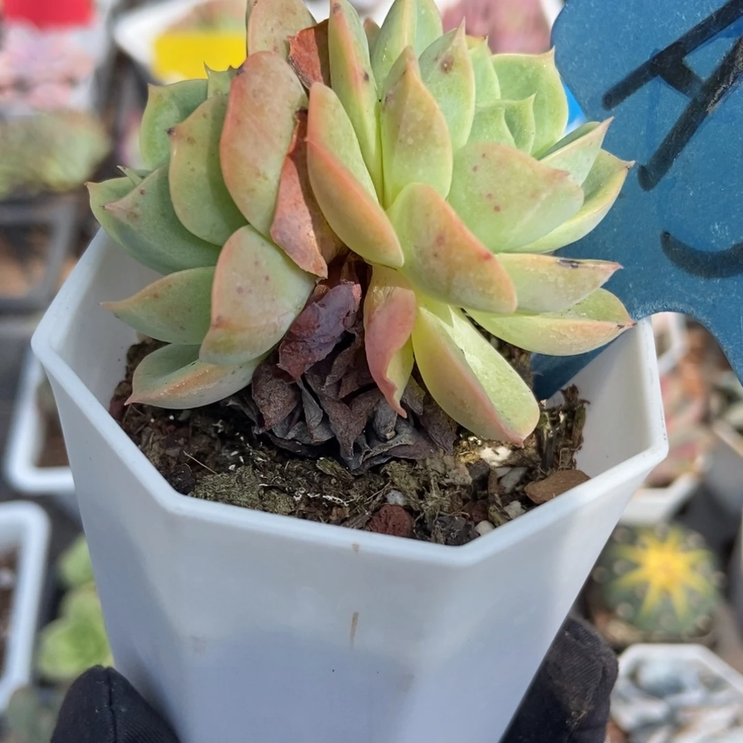 3哈密瓜多肉植物多肉