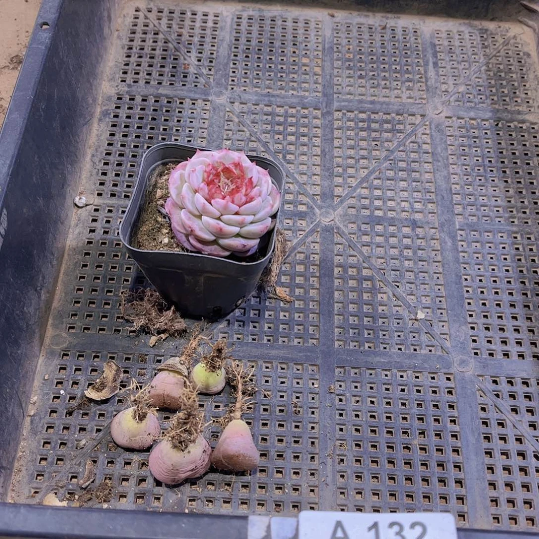 ﻩ****ﻩ132号框多肉植物多肉