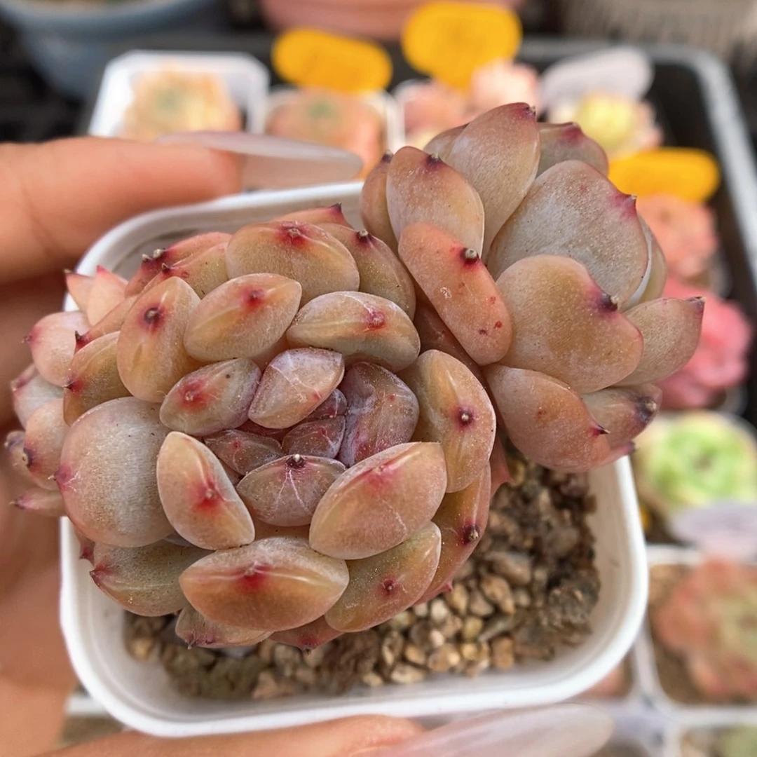 红色恋人可拍1794号。