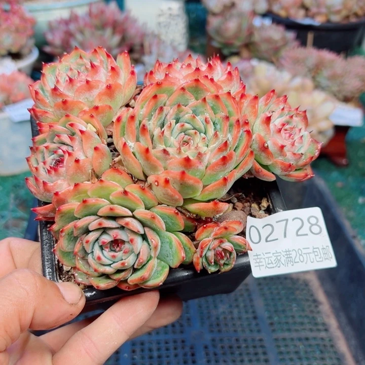 幸运的是我还没遇到幸运