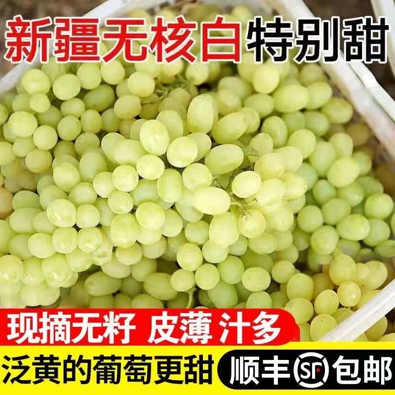 【顺丰包邮】新疆无核白葡萄当季新鲜孕妇水果吐鲁番无籽青提子新疆维吾尔自治区