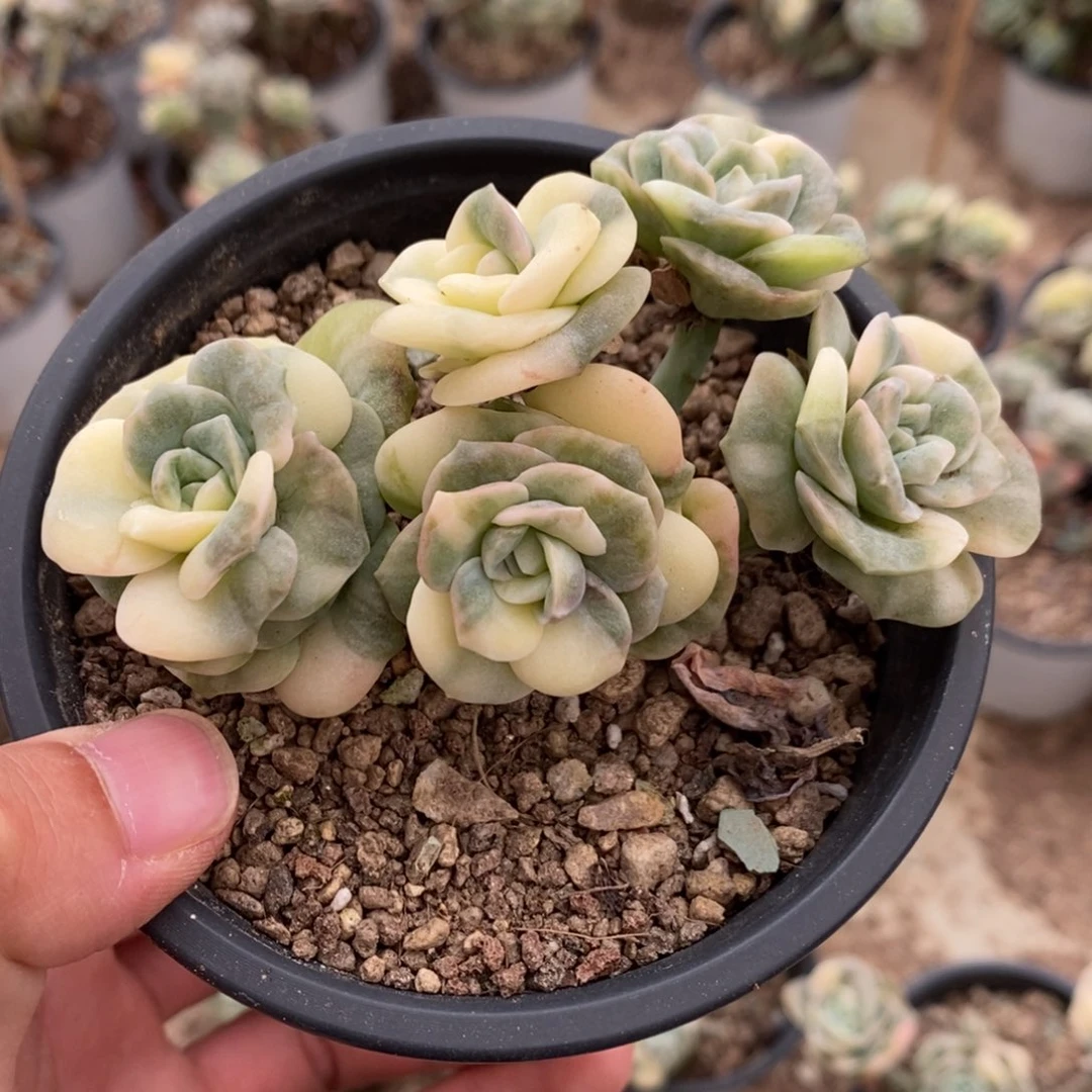 可爱玫瑰锦多肉植物7294