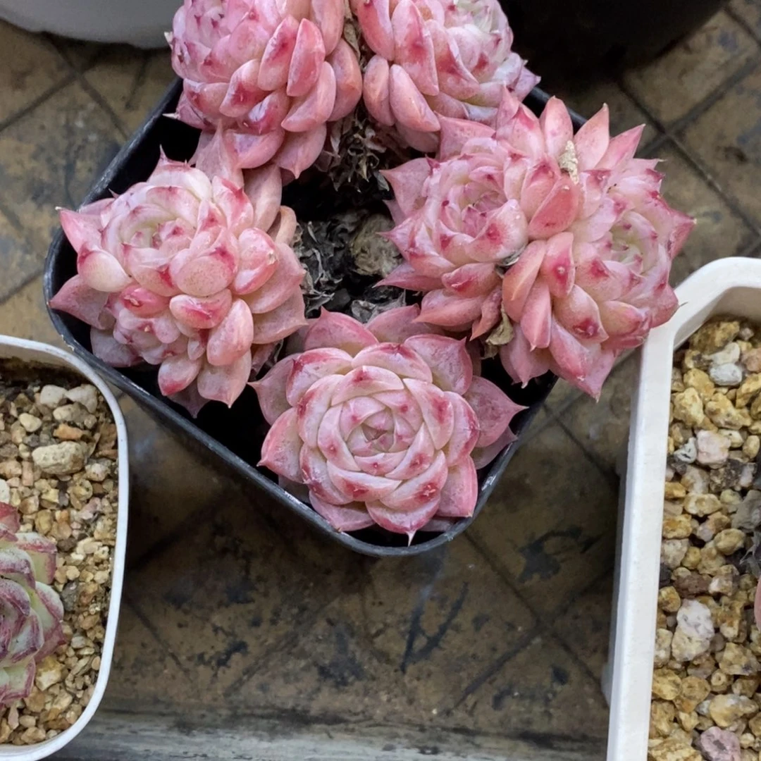 精品多肉一物一拍不包整469