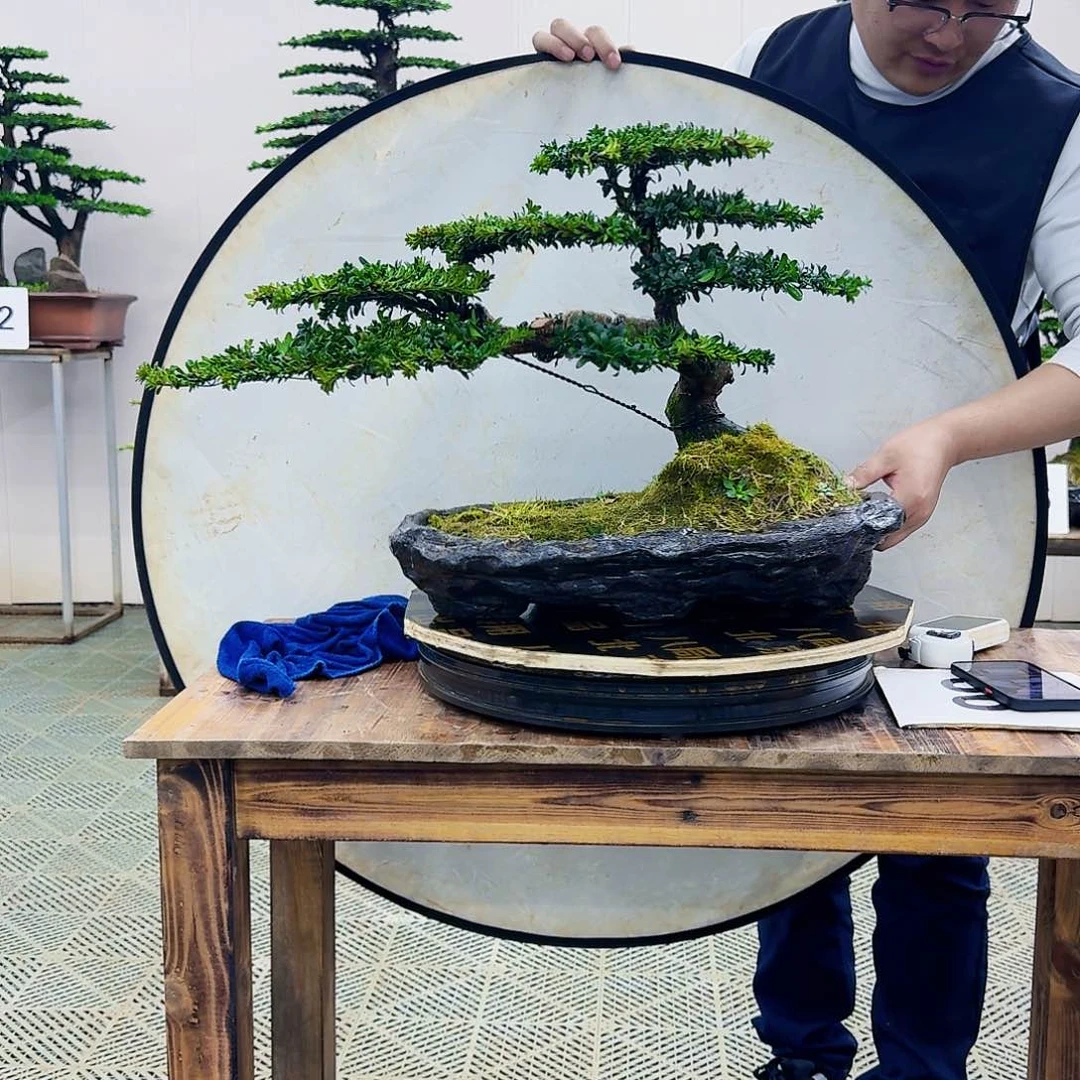 红芽罗汉松造型盆景