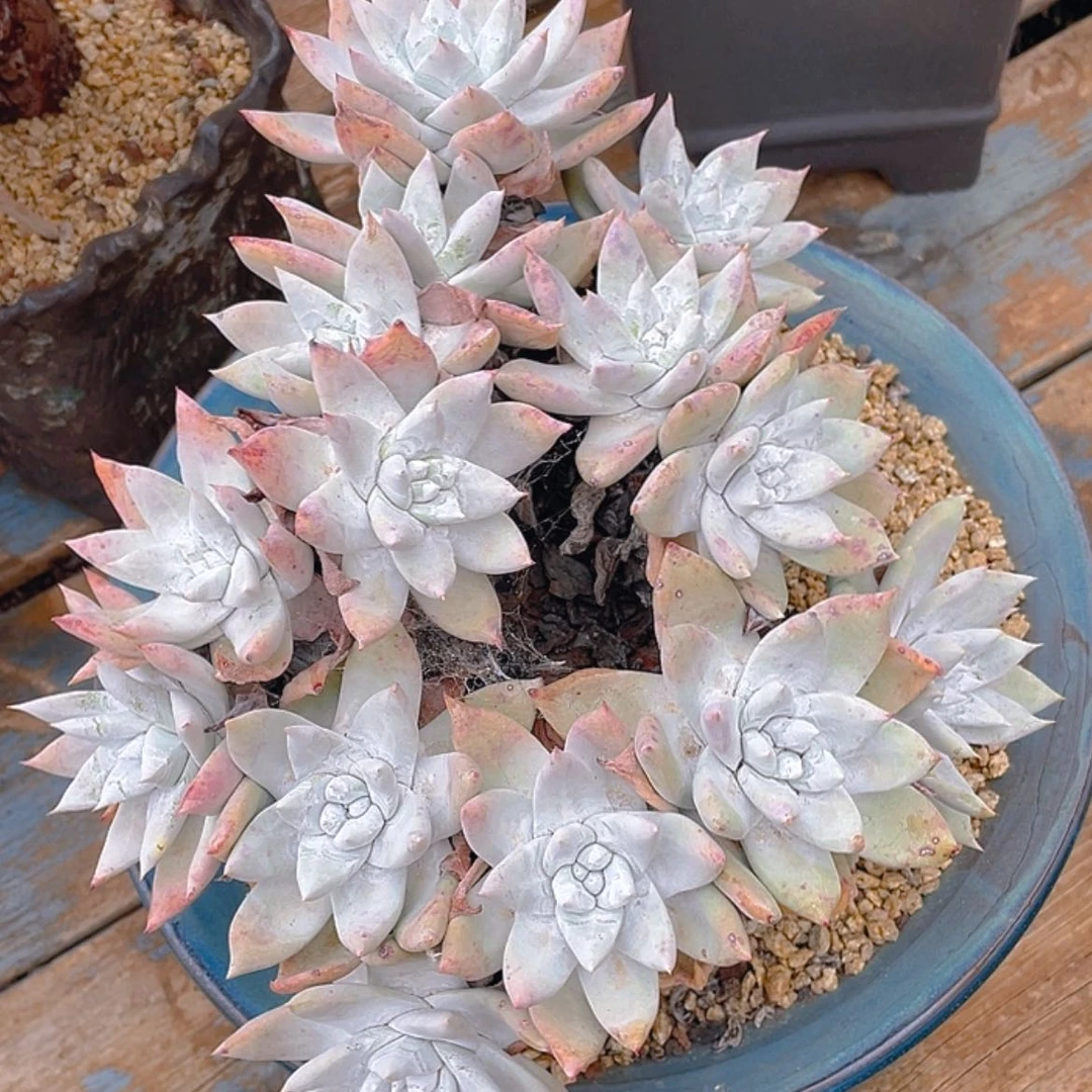 【闪购商品】牡丹苹果叶