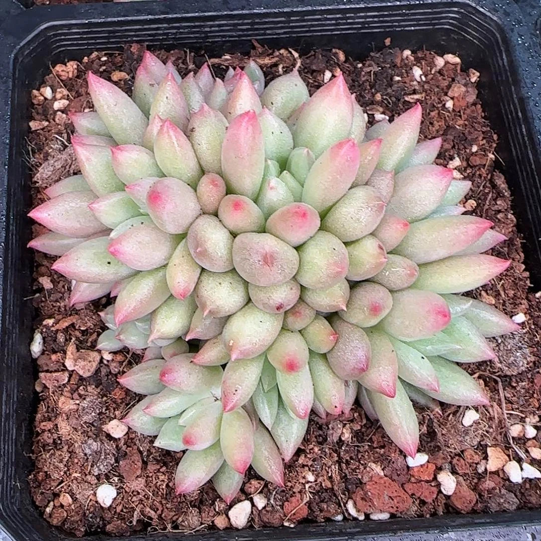 从前慢花园精选岩字